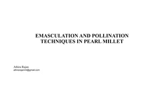 EMASCULATION AND POLLINATION
TECHNIQUES IN PEARL MILLET
Athira Rajan
athirarajanmt@gmail.com
 