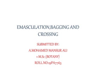 EMASCULATION,BAGGING AND
CROSSING
SUBMITTED BY:
A.MOHAMED MANSUR ALI
1-M.Sc (BOTANY)
ROLL.NO:19PA7763
 