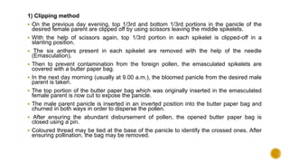 1) Clipping method
 On the previous day evening, top 1/3rd and bottom 1/3rd portions in the panicle of the
desired female parent are clipped off by using scissors leaving the middle spikelets.
 With the help of scissors again, top 1/3rd portion in each spikelet is clipped-off in a
slanting position.
 The six anthers present in each spikelet are removed with the help of the needle
(Emasculation).
 Then to prevent contamination from the foreign pollen, the emasculated spikelets are
covered with a butter paper bag.
 In the next day morning (usually at 9.00 a.m.), the bloomed panicle from the desired male
parent is taken.
 The top portion of the butter paper bag which was originally inserted in the emasculated
female parent is now cut to expose the panicle.
 The male parent panicle is inserted in an inverted position into the butter paper bag and
churned in both ways in order to disperse the pollen.
 After ensuring the abundant disbursement of pollen, the opened butter paper bag is
closed using a pin.
 Coloured thread may be tied at the base of the panicle to identify the crossed ones. After
ensuring pollination, the bag may be removed.
 