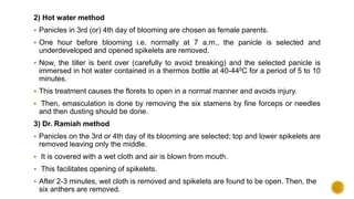 2) Hot water method
 Panicles in 3rd (or) 4th day of blooming are chosen as female parents.
 One hour before blooming i.e. normally at 7 a.m., the panicle is selected and
underdeveloped and opened spikelets are removed.
 Now, the tiller is bent over (carefully to avoid breaking) and the selected panicle is
immersed in hot water contained in a thermos bottle at 40-440C for a period of 5 to 10
minutes.
 This treatment causes the florets to open in a normal manner and avoids injury.
 Then, emasculation is done by removing the six stamens by fine forceps or needles
and then dusting should be done.
3) Dr. Ramiah method
 Panicles on the 3rd or 4th day of its blooming are selected; top and lower spikelets are
removed leaving only the middle.
 It is covered with a wet cloth and air is blown from mouth.
 This facilitates opening of spikelets.
 After 2-3 minutes, wet cloth is removed and spikelets are found to be open. Then, the
six anthers are removed.
 