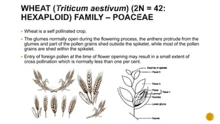  Wheat is a self pollinated crop.
 The glumes normally open during the flowering process, the anthers protrude from the
glumes and part of the pollen grains shed outside the spikelet, while most of the pollen
grains are shed within the spikelet.
 Entry of foreign pollen at the time of flower opening may result in a small extent of
cross pollination which is normally less than one per cent.
 