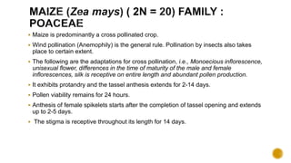  Maize is predominantly a cross pollinated crop.
 Wind pollination (Anemophily) is the general rule. Pollination by insects also takes
place to certain extent.
 The following are the adaptations for cross pollination, i.e., Monoecious inflorescence,
unisexual flower, differences in the time of maturity of the male and female
inflorescences, silk is receptive on entire length and abundant pollen production.
 It exhibits protandry and the tassel anthesis extends for 2-14 days.
 Pollen viability remains for 24 hours.
 Anthesis of female spikelets starts after the completion of tassel opening and extends
up to 2-5 days.
 The stigma is receptive throughout its length for 14 days.
 