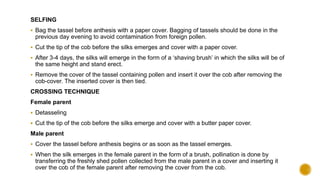 SELFING
 Bag the tassel before anthesis with a paper cover. Bagging of tassels should be done in the
previous day evening to avoid contamination from foreign pollen.
 Cut the tip of the cob before the silks emerges and cover with a paper cover.
 After 3-4 days, the silks will emerge in the form of a ‘shaving brush’ in which the silks will be of
the same height and stand erect.
 Remove the cover of the tassel containing pollen and insert it over the cob after removing the
cob-cover. The inserted cover is then tied.
CROSSING TECHNIQUE
Female parent
 Detasseling
 Cut the tip of the cob before the silks emerge and cover with a butter paper cover.
Male parent
 Cover the tassel before anthesis begins or as soon as the tassel emerges.
 When the silk emerges in the female parent in the form of a brush, pollination is done by
transferring the freshly shed pollen collected from the male parent in a cover and inserting it
over the cob of the female parent after removing the cover from the cob.
 