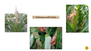 Inflorescence and crossing
 