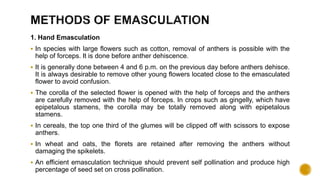1. Hand Emasculation
 In species with large flowers such as cotton, removal of anthers is possible with the
help of forceps. It is done before anther dehiscence.
 It is generally done between 4 and 6 p.m. on the previous day before anthers dehisce.
It is always desirable to remove other young flowers located close to the emasculated
flower to avoid confusion.
 The corolla of the selected flower is opened with the help of forceps and the anthers
are carefully removed with the help of forceps. In crops such as gingelly, which have
epipetalous stamens, the corolla may be totally removed along with epipetalous
stamens.
 In cereals, the top one third of the glumes will be clipped off with scissors to expose
anthers.
 In wheat and oats, the florets are retained after removing the anthers without
damaging the spikelets.
 An efficient emasculation technique should prevent self pollination and produce high
percentage of seed set on cross pollination.
 