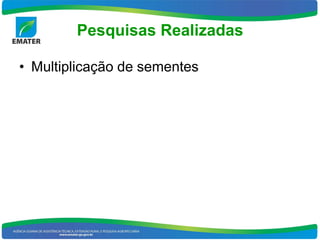 Pesquisas Realizadas

• Multiplicação de sementes
 
