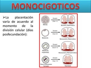 La placentación
varía de acuerdo al
momento de la
división celular (días
posfecundación):
 