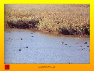 LAGUNA DE PITILLAS 