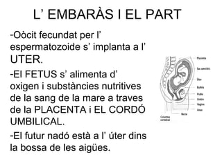 L’ EMBARÀS I EL PART
-Oòcit fecundat per l’
espermatozoide s’ implanta a l’
UTER.
-El FETUS s’ alimenta d’
oxigen i substàncies nutritives
de la sang de la mare a traves
de la PLACENTA i EL CORDÓ
UMBILICAL.
-El futur nadó està a l’ úter dins
la bossa de les aigües.
 