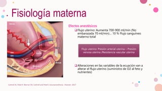 Fisiología materna
Efectos anestésicos
Flujo uterino: Aumenta 700-900 ml/min (No
embarazada 70 ml/min)… 10 % Flujo sanguíneo
materno total
Alteraciones en las variables de la ecuación van a
alterar el flujo uterino (suministro de O2 al feto y
nutrientes)
Cottrell JE, Patel P, Warner DS. Cottrell and Patel's neuroanesthesia : Elsevier; 2017
Flujo uterino: Presión arterial uterina – Presión
venosa uterina /Resistencia vascular uterina
 