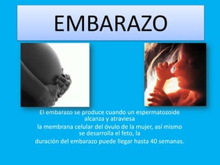 EMBARAZO El embarazo se produce cuando un espermatozoide alcanza y atraviesa la membrana celular del óvulo de la mujer, así mismo se desarrolla el feto, la duración del embarazo puede llegar hasta 40 semanas. 