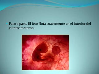 Paso a paso. El feto flota suavemente en el interior del vientre materno.