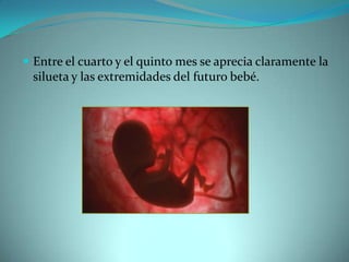 Entre el cuarto y el quinto mes se aprecia claramente la silueta y las extremidades del futuro bebé.