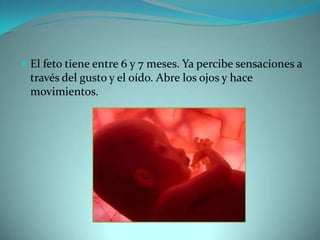 El feto tiene entre 6 y 7 meses. Ya percibe sensaciones a través del gusto y el oído. Abre los ojos y hace movimientos.