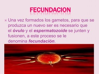 FECUNDACION
   Una vez formados los gametos, para que se
    produzca un nuevo ser es necesario que
    el óvulo y el espermatozoide se junten y
    fusionen, a este proceso se le
    denomina fecundación.
 