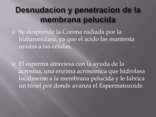  Se desprende la Corona radiada por la
hialuronidasa, ya que el acido las mantenía
unidas a las células.
 El esperma atraviesa con la ayuda de la
acrosina, una enzima acrosomica que hidrolasa
localmente a la membrana pelucida y le fabrica
un túnel por donde avanza el Espermatozoide
 