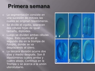  La segmentación consiste en
una sucesión de mitosis las
cuales se originan blastómeros.
 Se divide el cigoto, aparecen
dos células hijas de igual
tamaño, diploides.
 Luego se dividen ambas células
hijas. Esto ocurre en el
segundo día en la trompa de
Falopio, donde se va
desplazando al útero.
 La tercera división ocurre dos
días y medio después. Son 8
blastómeros cuatro arriba y
cuatro abajo. Continua en la
Trompa y se acerca a la unión
uterotubario.
 