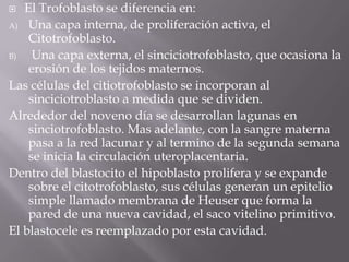  El Trofoblasto se diferencia en:
A) Una capa interna, de proliferación activa, el
Citotrofoblasto.
B) Una capa externa, el sinciciotrofoblasto, que ocasiona la
erosión de los tejidos maternos.
Las células del citiotrofoblasto se incorporan al
sinciciotroblasto a medida que se dividen.
Alrededor del noveno día se desarrollan lagunas en
sinciotrofoblasto. Mas adelante, con la sangre materna
pasa a la red lacunar y al termino de la segunda semana
se inicia la circulación uteroplacentaria.
Dentro del blastocito el hipoblasto prolifera y se expande
sobre el citotrofoblasto, sus células generan un epitelio
simple llamado membrana de Heuser que forma la
pared de una nueva cavidad, el saco vitelino primitivo.
El blastocele es reemplazado por esta cavidad.
 