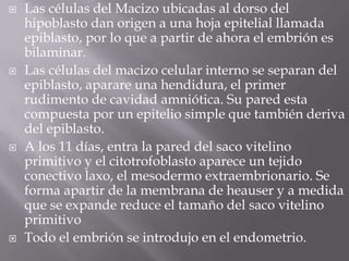  Las células del Macizo ubicadas al dorso del
hipoblasto dan origen a una hoja epitelial llamada
epiblasto, por lo que a partir de ahora el embrión es
bilaminar.
 Las células del macizo celular interno se separan del
epiblasto, aparare una hendidura, el primer
rudimento de cavidad amniótica. Su pared esta
compuesta por un epitelio simple que también deriva
del epiblasto.
 A los 11 días, entra la pared del saco vitelino
primitivo y el citotrofoblasto aparece un tejido
conectivo laxo, el mesodermo extraembrionario. Se
forma apartir de la membrana de heauser y a medida
que se expande reduce el tamaño del saco vitelino
primitivo
 Todo el embrión se introdujo en el endometrio.
 