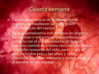  Como consecuencia de la formación de
órganos, se establecen las principales
características del cuerpo.
 La hoja germinativa ectodérmica da origen a
los órganos y estructuras que mantienen el
contacto con el mundo externo: a) Sistema
nervioso central; b) sistema nervioso periférico;
c) epitelio sensorial del oído, nariz y ojo; d)
piel, incluidos pelo y las uñas, y e) las
glándulas hipófisis, mamaria y sudoríparas, y
el esmalte de los dientes.
 