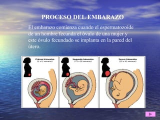 PROCESO DEL EMBARAZO
El embarazo comienza cuando el espermatozoide
de un hombre fecunda el óvulo de una mujer y
este óvulo fecundado se implanta en la pared del
útero.
 