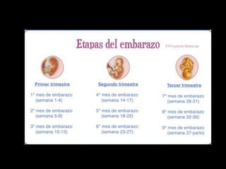 Fisiologia del embarazo