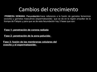 Cambios del crecimiento
•PRIMERA SEMANA: Fecundación:hace referencia a la fusión de gametos femeninos
(ovocito) y gametos masculinos (espermatozoide) que se da en la región ampollar de la
trompa de Falopio y para que se de esta fecundación hay 3 fases que son:

Fase 1: penetración de corona radiada
Fase 2: penetración de la zona pelucida:
Fase 3: fusión de las membranas celulares del
ovocito y el espermatozoide:

 