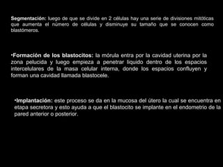 Segmentación: luego de que se divide en 2 células hay una serie de divisiones mitóticas
que aumenta el número de células y disminuye su tamaño que se conocen como
blastómeros.

•Formación de los blastocitos: la mórula entra por la cavidad uterina por la
zona pelucida y luego empieza a penetrar liquido dentro de los espacios
intercelulares de la masa celular interna, donde los espacios confluyen y
forman una cavidad llamada blastocele.

•Implantación: este proceso se da en la mucosa del útero la cual se encuentra en
etapa secretora y esto ayuda a que el blastocito se implante en el endometrio de la
pared anterior o posterior.

 