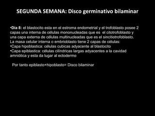 SEGUNDA SEMANA: Disco germinativo bilaminar
•Día 8: el blastocito esta en el estroma endometrial y el trofoblasto posee 2
capas una interna de células mononucleadas que es el citotrofoblasto y
una capa externa de células multinucleadas que es el sincitiotrofoblasto.
La masa celular interna o embrioblasto tiene 2 capas de células:
•Capa hipoblastica: células cubicas adyacente al blastocito
•Capa epiblastica: células cilíndricas largas adyacentes a la cavidad
amniótica y esta da lugar al ectodermo
Por tanto epiblasto+hipoblasto= Disco bilaminar

 