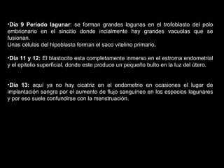 •Día 9 Periodo lagunar: se forman grandes lagunas en el trofoblasto del polo
embrionario en el sincitio donde incialmente hay grandes vacuolas que se
fusionan.
Unas células del hipoblasto forman el saco vitelino primario.
•Día 11 y 12: El blastocito esta completamente inmerso en el estroma endometrial
y el epitelio superficial, donde este produce un pequeño bulto en la luz del útero.
•Día 13: aquí ya no hay cicatriz en el endometrio en ocasiones el lugar de
implantación sangra por el aumento de flujo sanguíneo en los espacios lagunares
y por eso suele confundirse con la menstruación.

 