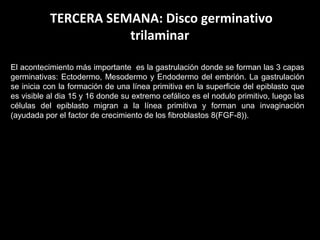 TERCERA SEMANA: Disco germinativo
trilaminar
El acontecimiento más importante es la gastrulación donde se forman las 3 capas
germinativas: Ectodermo, Mesodermo y Endodermo del embrión. La gastrulación
se inicia con la formación de una línea primitiva en la superficie del epiblasto que
es visible al dia 15 y 16 donde su extremo cefálico es el nodulo primitivo, luego las
células del epiblasto migran a la línea primitiva y forman una invaginación
(ayudada por el factor de crecimiento de los fibroblastos 8(FGF-8)).

 
