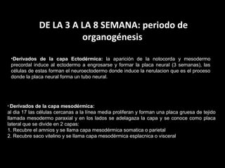 DE LA 3 A LA 8 SEMANA: periodo de
organogénesis
•Derivados de la capa Ectodérmica: la aparición de la notocorda y mesodermo
precordal induce al ectodermo a engrosarse y formar la placa neural (3 semanas), las
células de estas forman el neuroectodermo donde induce la nerulacion que es el proceso
donde la placa neural forma un tubo neural.

• Derivados

de la capa mesodérmica:
al dia 17 las células cercanas a la línea media proliferan y forman una placa gruesa de tejido
llamada mesodermo paraxial y en los lados se adelagaza la capa y se conoce como placa
lateral que se divide en 2 capas:
1. Recubre el amnios y se llama capa mesodérmica somatica o parietal
2. Recubre saco vitelino y se llama capa mesodérmica esplacnica o visceral

 