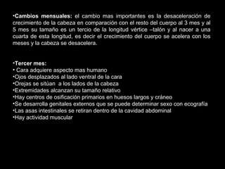 •Cambios mensuales: el cambio mas importantes es la desaceleración de
crecimiento de la cabeza en comparación con el resto del cuerpo al 3 mes y al
5 mes su tamaño es un tercio de la longitud vértice –talón y al nacer a una
cuarta de esta longitud, es decir el crecimiento del cuerpo se acelera con los
meses y la cabeza se desacelera.
•Tercer mes:
• Cara adquiere aspecto mas humano
•Ojos desplazados al lado ventral de la cara
•Orejas se sitúan a los lados de la cabeza
•Extremidades alcanzan su tamaño relativo
•Hay centros de osificación primarios en huesos largos y cráneo
•Se desarrolla genitales externos que se puede determinar sexo con ecografía
•Las asas intestinales se retiran dentro de la cavidad abdominal
•Hay actividad muscular

 