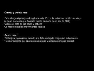 •Cuarto y quinto mes:
•Feto alarga rápido y su longitud es de 15 cm, la mitad del recién nacido y
su peso aumenta que hasta la quinta semana debe ser de 500g
•Visible el pelo de las cejas y cabeza
•La madre nota los movimientos fetales
•Sexto mes:
•Piel rojiza y arrugada, debido a la falta de tejido conjuntivo subyacente
•Funcionamiento del aparato respiratorio y sistema nervioso central

 