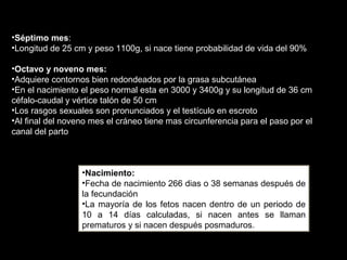 •Séptimo mes:
•Longitud de 25 cm y peso 1100g, si nace tiene probabilidad de vida del 90%
•Octavo y noveno mes:
•Adquiere contornos bien redondeados por la grasa subcutánea
•En el nacimiento el peso normal esta en 3000 y 3400g y su longitud de 36 cm
céfalo-caudal y vértice talón de 50 cm
•Los rasgos sexuales son pronunciados y el testículo en escroto
•Al final del noveno mes el cráneo tiene mas circunferencia para el paso por el
canal del parto

•Nacimiento:
•Fecha de nacimiento 266 dias o 38 semanas después de
la fecundación
•La mayoría de los fetos nacen dentro de un periodo de
10 a 14 días calculadas, si nacen antes se llaman
prematuros y si nacen después posmaduros.

 