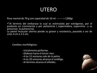 UTERO
Peso normal de 70 g con capacidad de 10 ml. ------- > 1200gr
Al término del embarazo la cual es estimulada por estrógenos, por el
producto en crecimiento y por poliaminas ( espermidina, espermina y su
precursor, la putrescina).
La pared muscular uterina pierde su grosor y resistencia, pasando a ser de
unos 3 cm a 1.5 cm.

Cambios morfológicos:
- Inicialmente piriforme.
- Globoso hacia el tercer mes.
- A las 12 semanas sale de la pelvis.
- A las 20 semanas alcanza el ombligo.
- Al término alcanza el xifoides.

 