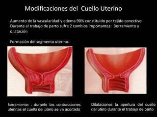 Modificaciones del Cuello Uterino
Aumento de la vascularidad y edema 90% constituido por tejido conectivo
Durante el trabajo de parto sufre 2 cambios importantes: Borramiento y
dilatación
Formación del segmento uterino.

Borramiento: : durante las contracciones
uterinas el cuello del útero se va acortado

Dilataciones la apertura del cuello
del útero durante el trabajo de parto

 