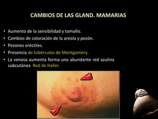 CAMBIOS DE LAS GLAND. MAMARIAS
•
•
•
•
•

Aumento de la sensibilidad y tamaño.
Cambios de coloración de la areola y pezón.
Pezones eréctiles.
Presencia de tubérculos de Montgomery.
Montgomery
La venosa aumenta forma una abundante red azulina
subcutánea Red de Haller.

43

 