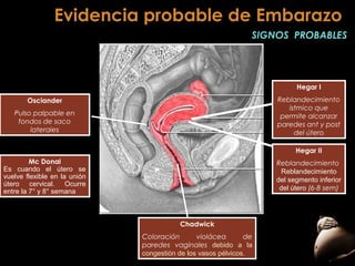 Evidencia probable de Embarazo
SIGNOS PROBABLES

Hegar I
Reblandecimiento
istmico que
permite alcanzar
paredes ant y post
del útero

Osciander
Pulso palpable en
fondos de saco
laterales

Hegar II
Mc Donal
Es cuando el útero se
vuelve flexible en la unión
útero cervical. Ocurre
entre la 7° y 8° semana

Reblandecimiento
Reblandecimiento
del segmento inferior
del útero (6-8 sem)

Chadwick
Coloración
violácea
de
paredes vaginales debido a la
congestión de los vasos pélvicos.

 