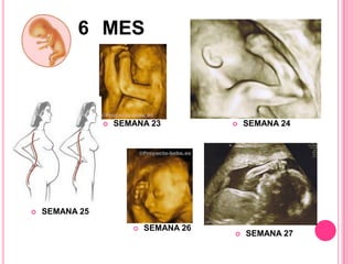 6 MES
SEMANA 23
SEMANA 24
SEMANA 25
SEMANA 26
SEMANA 27