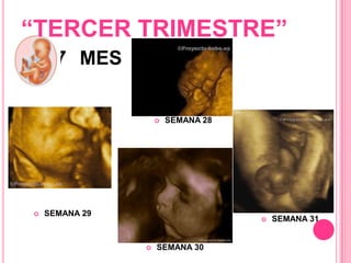 “TERCER TRIMESTRE”
7 MES
SEMANA 28
SEMANA 29
SEMANA 30
SEMANA 31