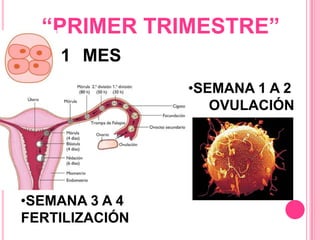 “PRIMER TRIMESTRE”
1 MES
•SEMANA 1 A 2
OVULACIÓN
•SEMANA 3 A 4
FERTILIZACIÓN