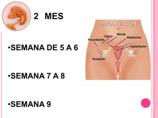 2 MES
•SEMANA DE 5 A 6
•SEMANA 7 A 8
•SEMANA 9