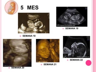 5 MES
SEMANA 19
SEMANA 18
SEMANA 20
SEMANA 21
SEMANA 22