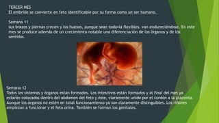 TERCER MES
El embrión se convierte en feto identificable por su forma como un ser humano.

Semana 11
sus brazos y piernas crecen y los huesos, aunque sean todavía flexibles, van endureciéndose. En este
mes se produce además de un crecimiento notable una diferenciación de los órganos y de los
sentidos.

Semana 12
Todos los sistemas y órganos están formados. Los intestinos están formados y al final del mes ya
estarán colocados dentro del abdomen del feto y éste, claramente unido por el cordón a la placenta.
Aunque los órganos no estén en total funcionamiento ya son claramente distinguibles. Los riñones
empiezan a funcionar y el feto orina. También se forman los genitales.

 