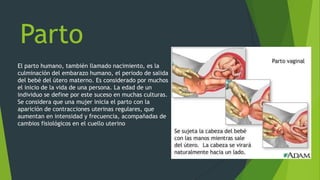 Parto
El parto humano, también llamado nacimiento, es la
culminación del embarazo humano, el periodo de salida
del bebé del útero materno. Es considerado por muchos
el inicio de la vida de una persona. La edad de un
individuo se define por este suceso en muchas culturas.
Se considera que una mujer inicia el parto con la
aparición de contracciones uterinas regulares, que
aumentan en intensidad y frecuencia, acompañadas de
cambios fisiológicos en el cuello uterino

 
