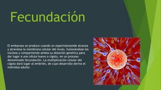 Fecundación
El embarazo se produce cuando un espermatozoide alcanza
y atraviesa la membrana celular del óvulo, fusionándose los
núcleos y compartiendo ambos su dotación genética para
dar lugar a una célula huevo o cigoto, en un proceso
denominado fecundación. La multiplicación celular del
cigoto dará lugar al embrión, de cuyo desarrollo deriva el
individuo adulto.

 