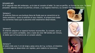 SEGUNDO MES
En el segundo mes del embarazo, ya le late el corazón al bebé. Su cara se perfila, se forman los ojos. Ya tiene
párpados. Además crecen sus piernas y brazos, y sus órganos internos y su cerebro van desarrollándose.
Semana 6
El embrión flota en una burbuja llena de fluido que se convertirá en la
bolsa amniótica. Junto al embrión el saco vitelino, le proporciona todos
los nutrientes hasta que la placenta esté totalmente desarrollada.

Semana 8
El embrión adquiere un aspecto humano reconocible. Su corazón, que ya
cuenta con cuatro cavidades, late a razón de unos 180 latidos por minuto,
el doble que la frecuencia de un corazón adulto.

Semana 9
el bebé mide unos 3 cm de largo y pesa cerca de 3 g. La boca, el intestino
y el estómago se desarrollan con rapidez, pero todavía no funcionan.

 