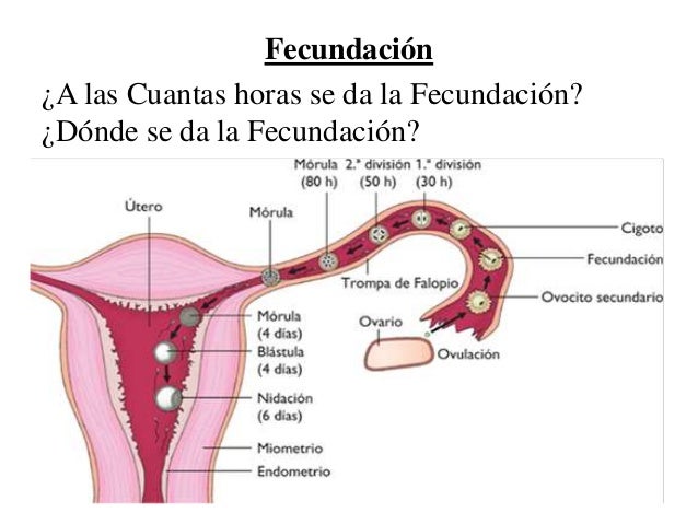 Endometrio embarazo