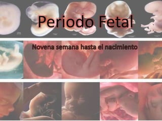 Periodo Fetal 
 